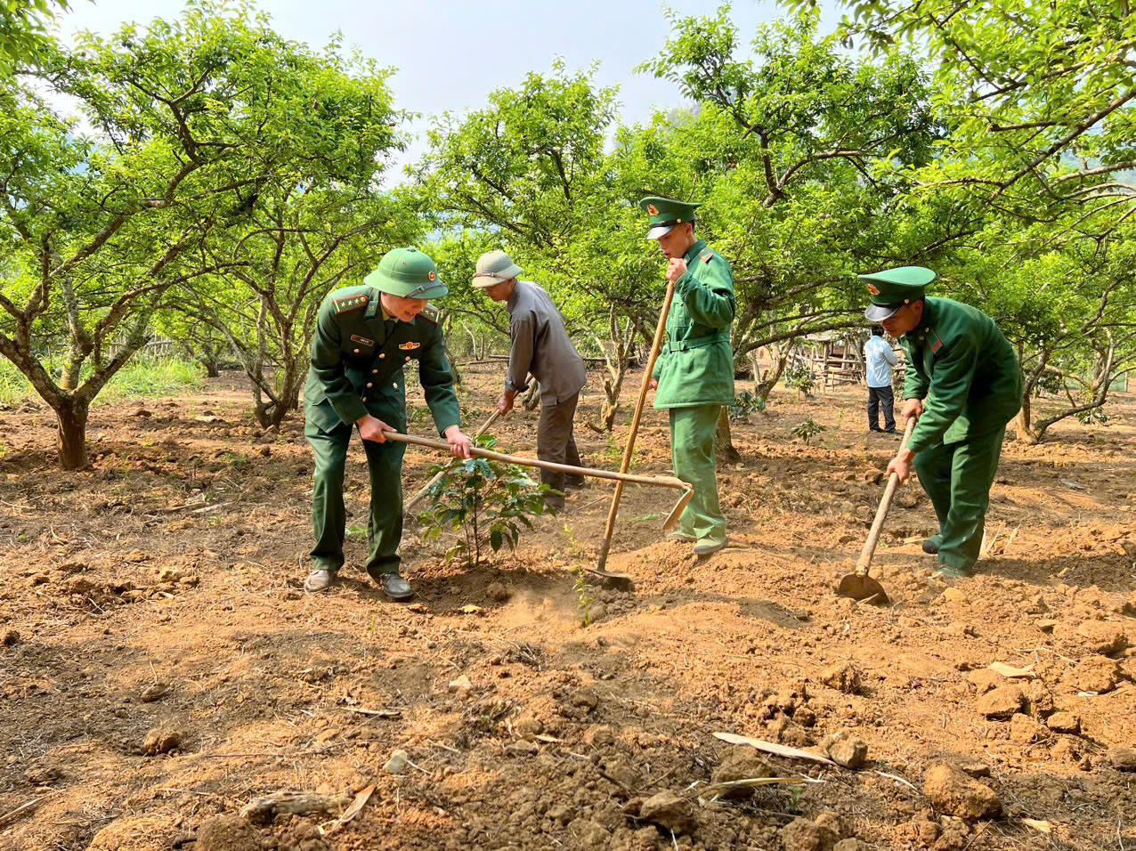 Trong 3 năm đầu tiên, các cán bộ, chiến sĩ Đồn Biên phòng Chiềng Tương đồng hành cùng bà con từ khâu mua cây giống đến chăm sóc, thu hoạch quả. Trong 3 năm đầu tiên, các cán bộ, chiến sĩ Đồn Biên phòng Chiềng Tương đồng hành cùng bà con từ khâu mua cây giống đến chăm sóc, thu hoạch quả.