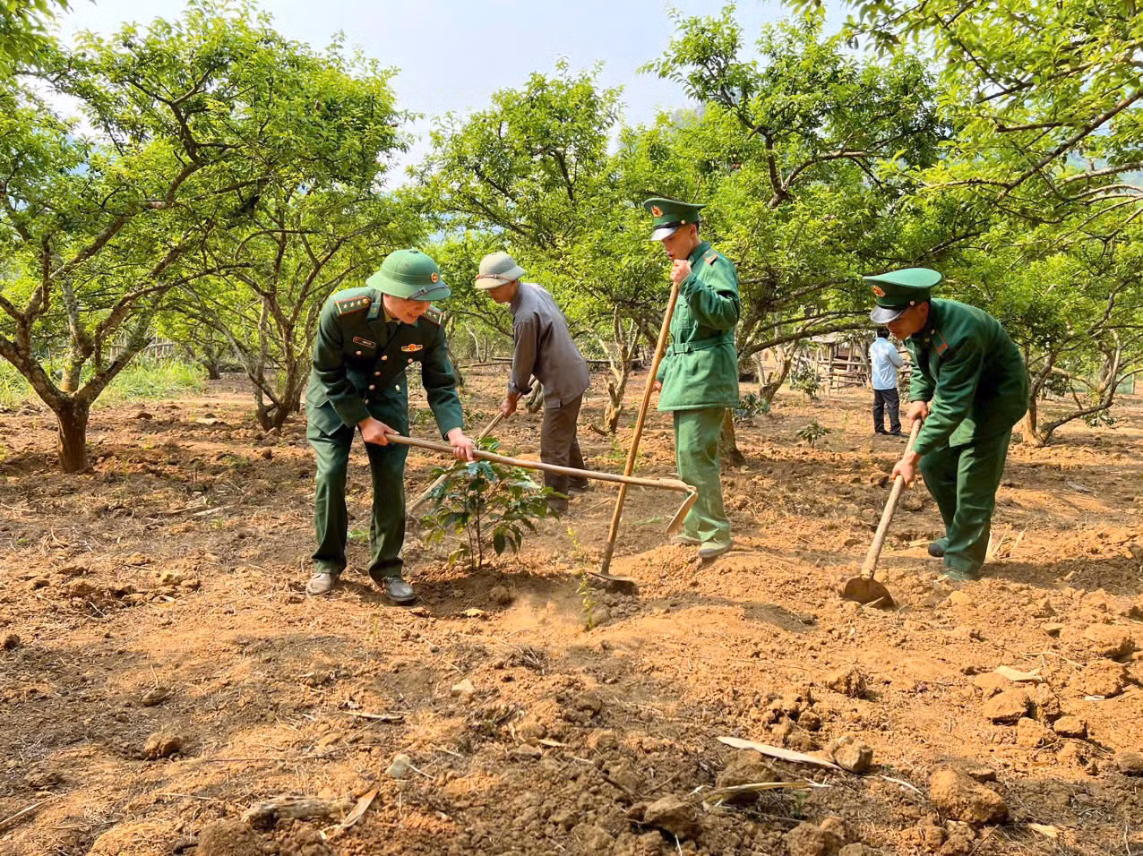 Trong 3 năm đầu tiên, các cán bộ, chiến sĩ Đồn Biên phòng Chiềng Tương đồng hành cùng bà con từ khâu mua cây giống đến chăm sóc, thu hoạch quả.