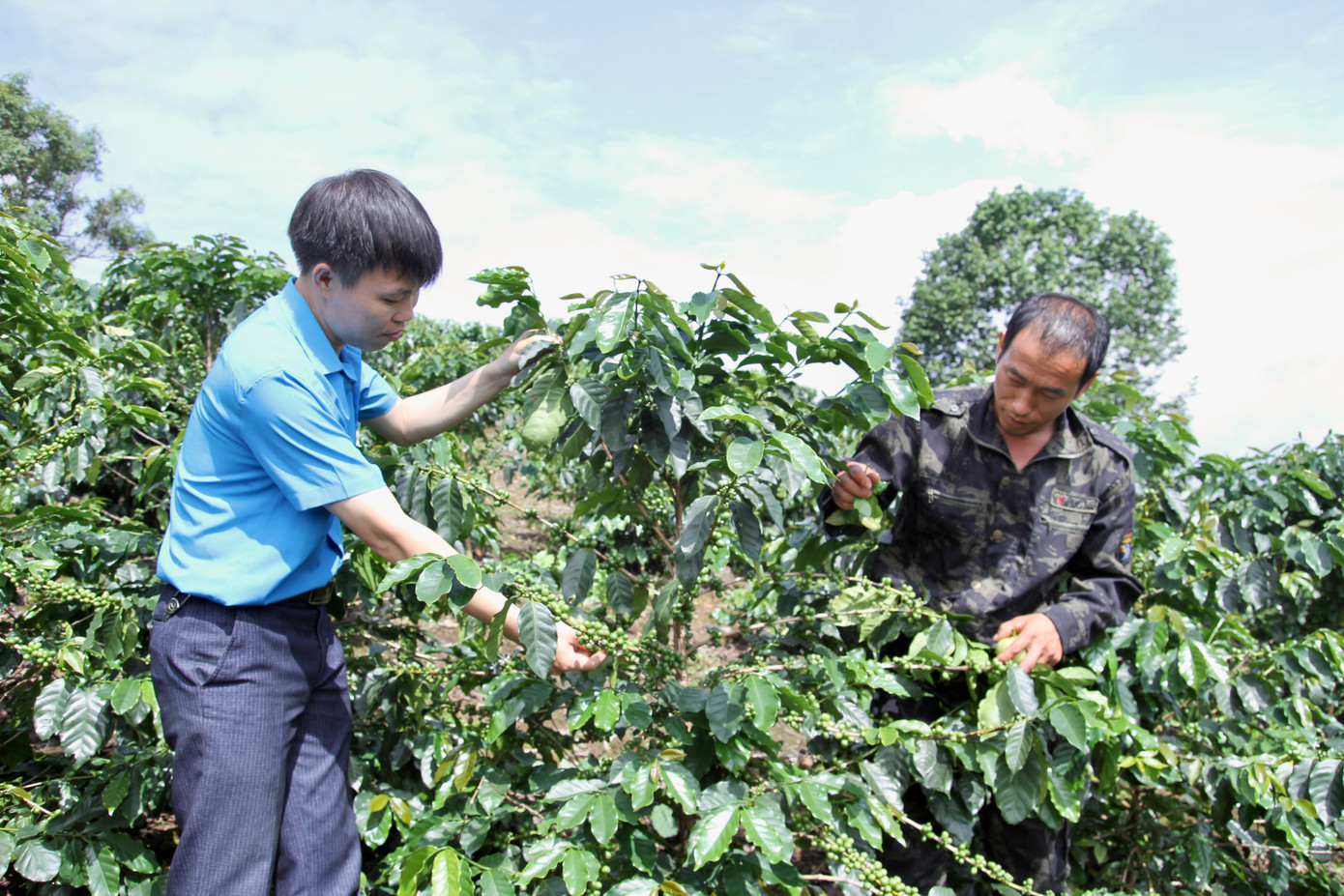 Nhờ trồng cà phê, trong vòng 3 năm gần đây, tỷ lệ hộ nghèo tại xã Toà Tỉnh giảm hơn 30%. Nhờ trồng cà phê, trong vòng 3 năm gần đây, tỷ lệ hộ nghèo tại xã Toà Tỉnh giảm hơn 30%.