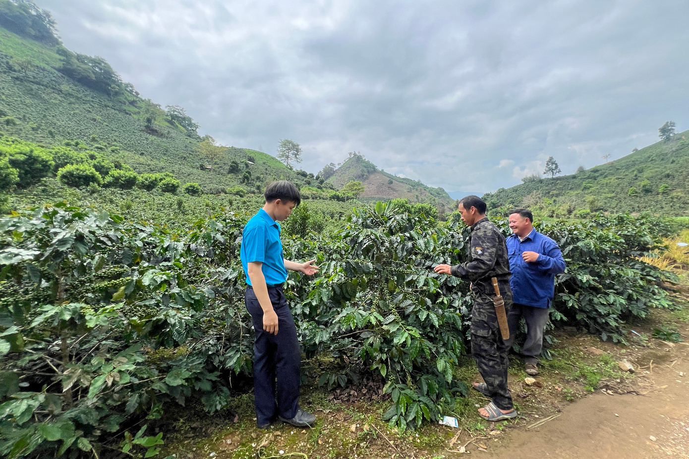 Người dân tận dụng tối đa diện tích đất trên khắp địa bàn xã để trồng cà phê. Người dân tận dụng tối đa diện tích đất trên khắp địa bàn xã để trồng cà phê.