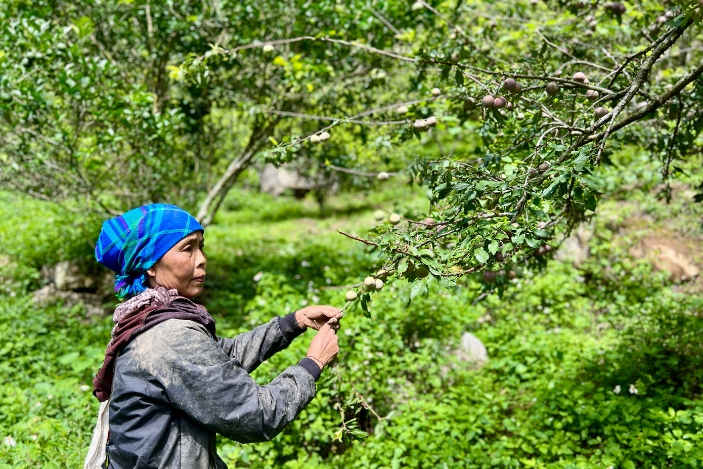 Những quả đồi phủ kín mận chín đỏ như báo hiệu một vụ mùa bội thu nhưng giá rất rẻ. Những quả đồi phủ kín mận chín đỏ như báo hiệu một vụ mùa bội thu nhưng giá rất rẻ.