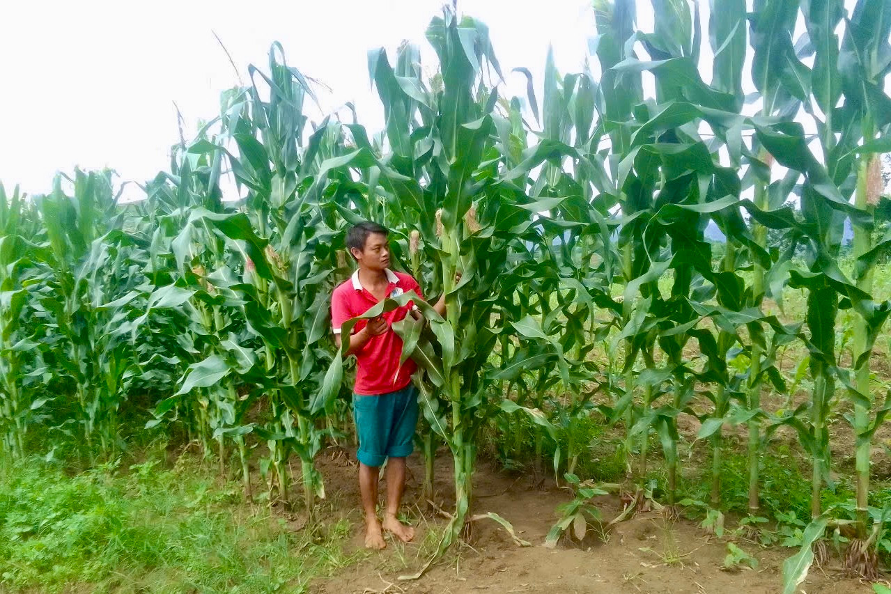 Sau khi thu hoạch xong bí đỏ, gia đình anh Khường sử dụng 1 phần đất để trồng ngô.