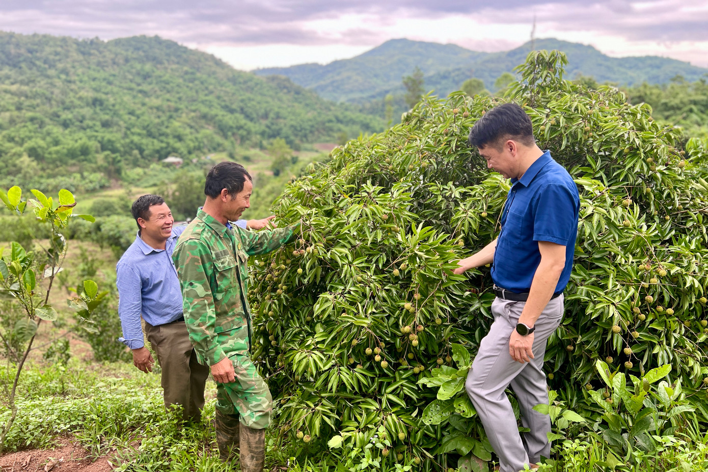 Vườn của ông Huấn hiện đang trồng 6 loại cây ăn quả.