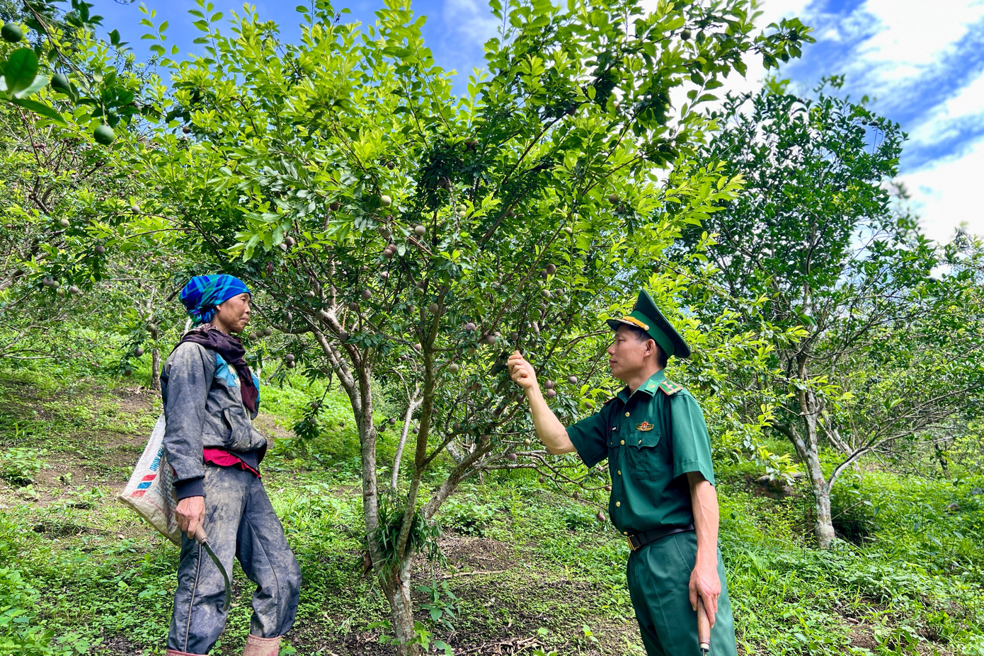 Bà Lâm trao đổi với Thiếu tá Tòng Văn Khoa về chất lượng quả mận năm nay của gia đình.