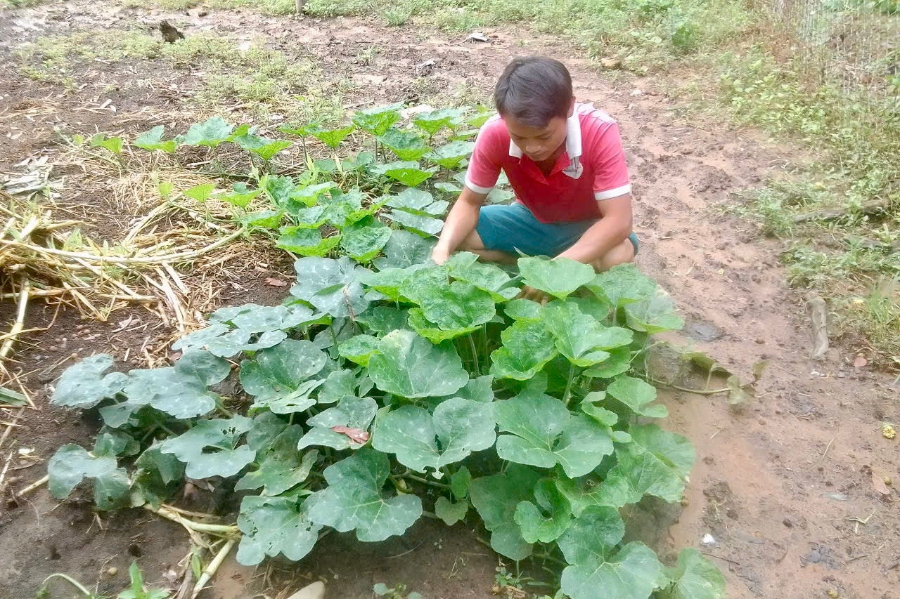 Trung bình một vụ bí đỏ đã đem lại nguồn thu cho gia đình anh Khường khoảng 80 triệu đồng.