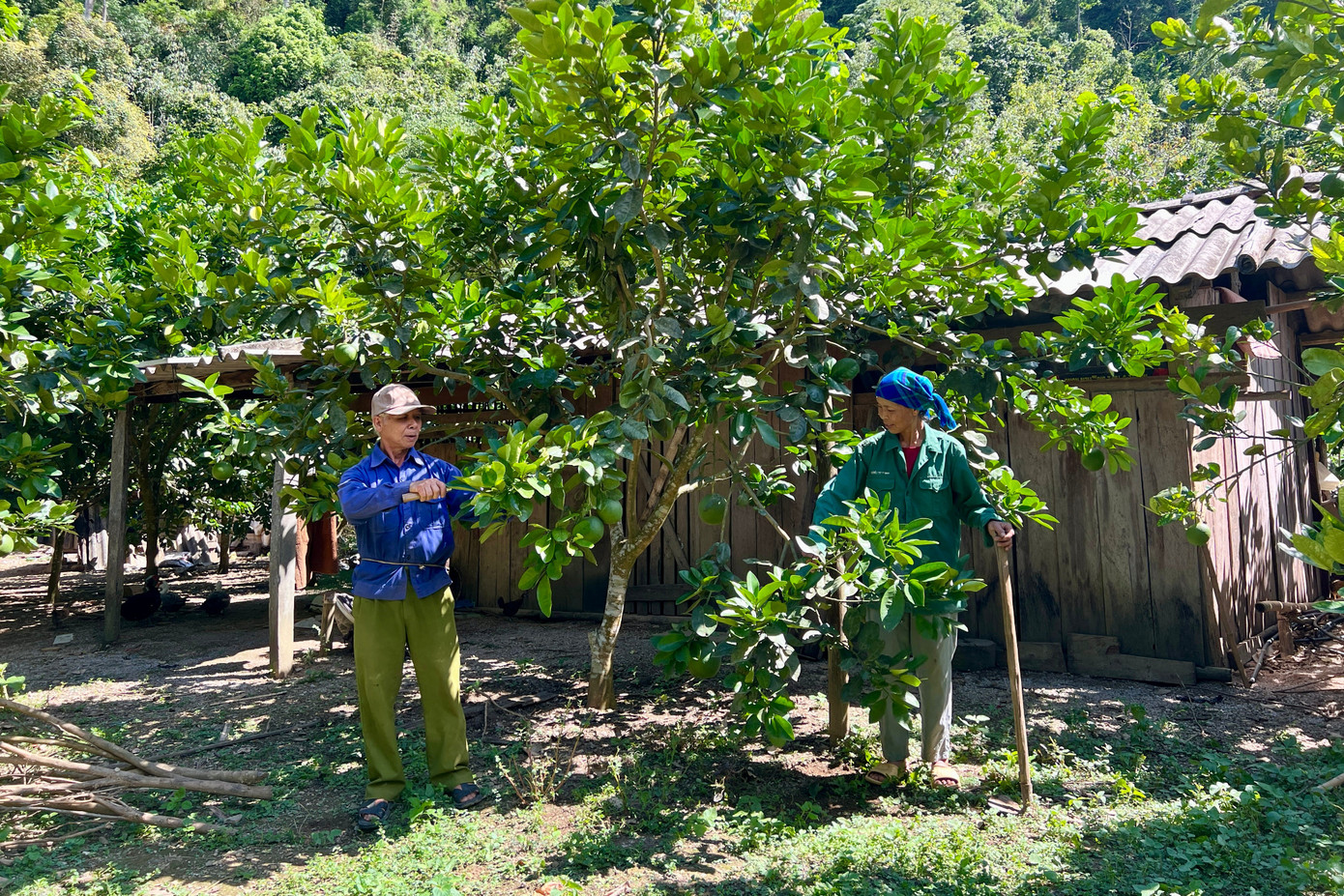 Từ những nương ngô cằn cỗi ngày nào, nay gia đình đã có hơn 10ha cây ăn quả cho thu nhập hàng trăm triệu đồng mỗi năm.