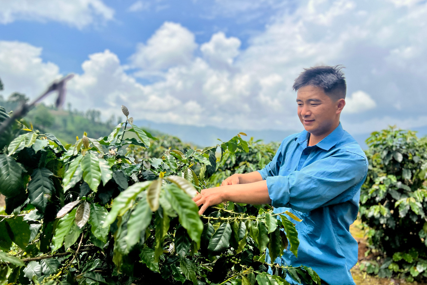 Anh Giàng A Sai và giấc mơ xanh giữa núi đồi Toả Tình. Anh Giàng A Sai và giấc mơ xanh giữa núi đồi Toả Tình.