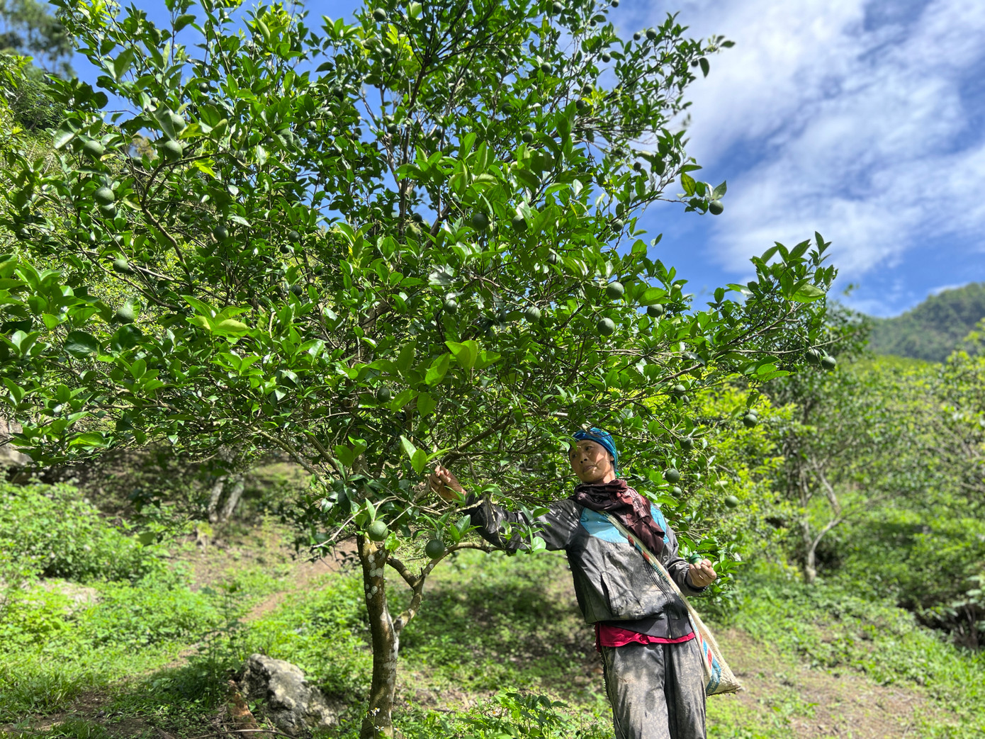 Hiện tại, gia đình ông bà đang trồng 4 loại cây ăn quả chủ yếu là mận, mơ, cam và bưởi.