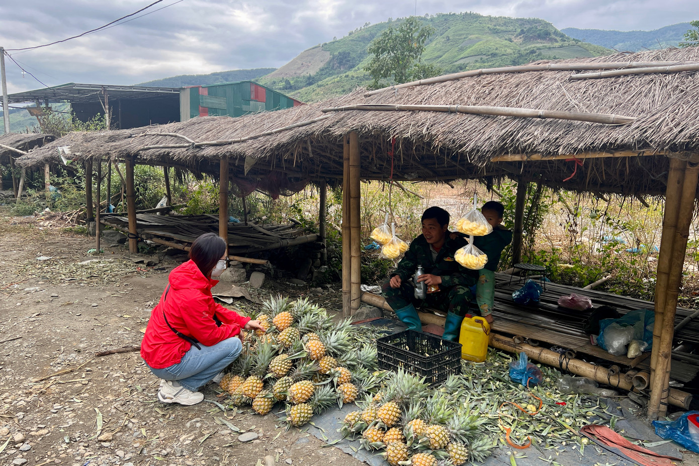 Ngoài bán buôn, nhiều người dân còn mang dứa ra bán lẻ tại tuyến đường quốc lộ 12. Ngoài bán buôn, nhiều người dân còn mang dứa ra bán lẻ tại tuyến đường quốc lộ 12.