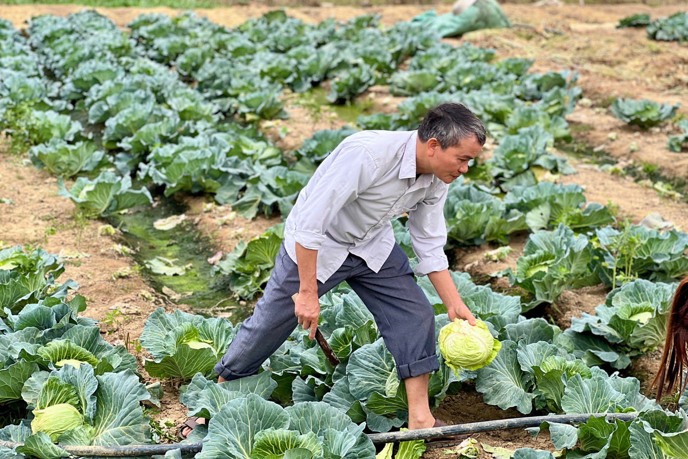 Anh Khường và bố của mình (trong ảnh) cùng chủ động tìm hiểu mô hình trồng rau màu để làm kinh tế.