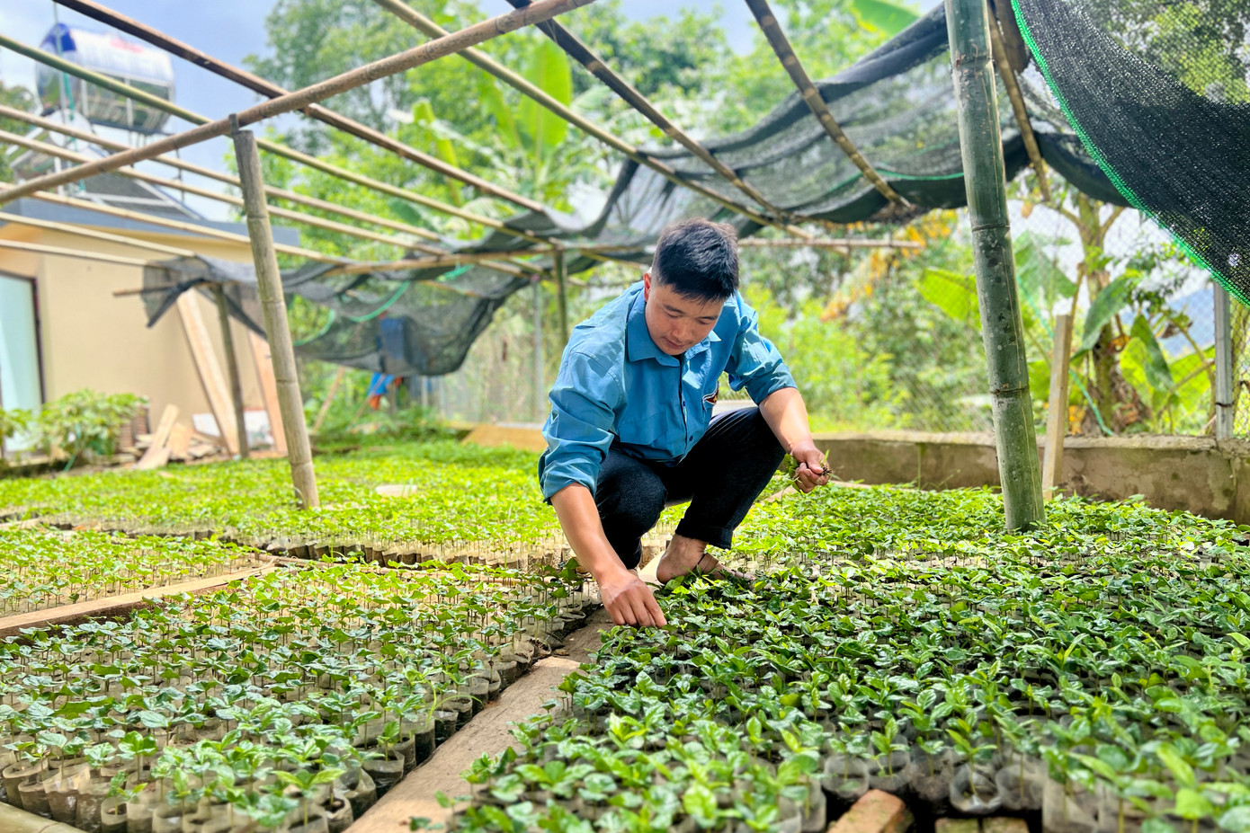 Anh Sai tự ươm cây giống cà phê chuẩn bị mở rộng mô hình. Anh Sai tự ươm cây giống cà phê chuẩn bị mở rộng mô hình.