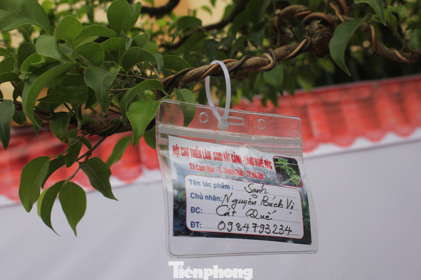 Cũng tại triển lãm, du khách còn được chiêm ngưỡng những tác phẩm bonsai "khủng". Cũng tại triển lãm, du khách còn được chiêm ngưỡng những tác phẩm bonsai "khủng".