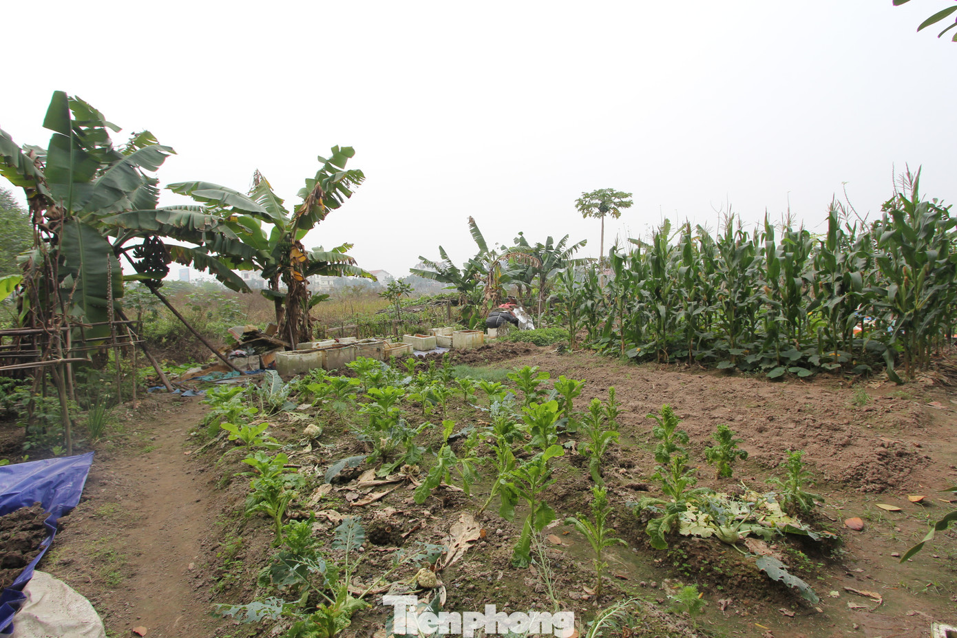 Thủ tướng yêu cầu Bộ trưởng Bộ Nông nghiệp và Phát triển nông thôn chủ trì, phối hợp với các Bộ, cơ quan liên quan trình Chính phủ Nghị định quy định chi tiết về đất trồng lúa. Thủ tướng yêu cầu Bộ trưởng Bộ Nông nghiệp và Phát triển nông thôn chủ trì, phối hợp với các Bộ, cơ quan liên quan trình Chính phủ Nghị định quy định chi tiết về đất trồng lúa.