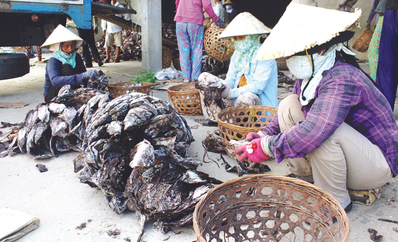 Vay vốn đầu nậu, giá mực của các ngư dân bị giảm 3 - 5.000 đồng/kg so với thị trường 