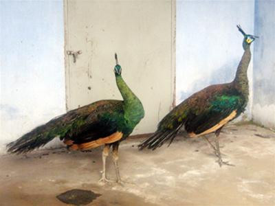 Những con công được phát hiện tại quán karaoke