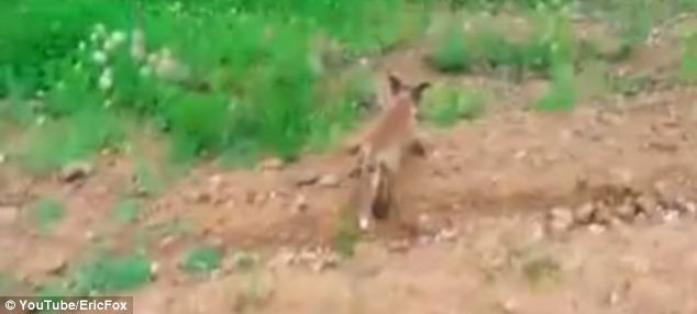 Sau khi được giải thoát, chú cáo chạy đi mất