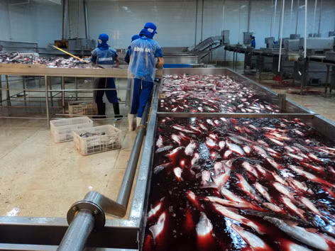 Theo Tổng cục Thuỷ sản, nhiều doanh nghiệp chế biến cá tra giảm 2/3 công suất và cắt giảm 30 - 50% lao động