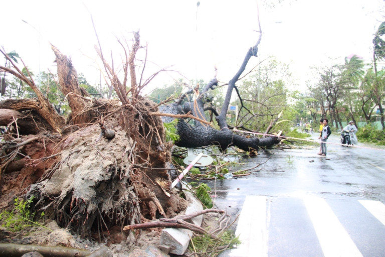 Cây cổ thụ bật gốc