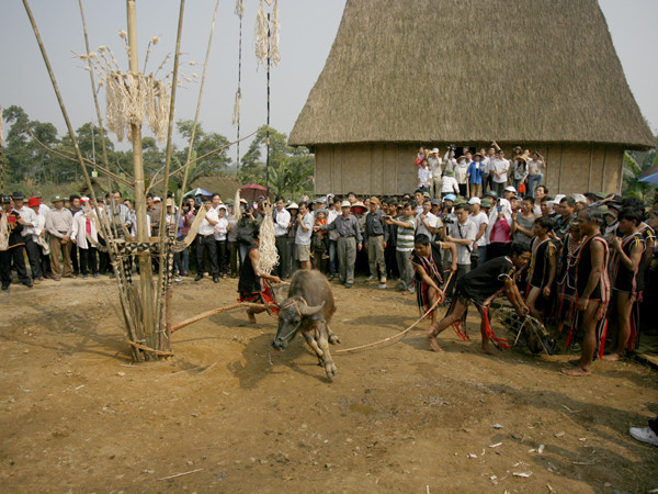 Trâu được cột dưới cây nêu