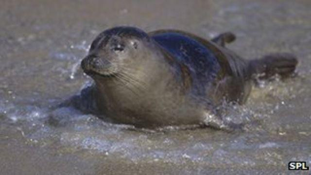 Hải cẩu ở Mỹ cũng từng là nạn nhân của virus cúm gia cầm H3N8. Ảnh: SPL/BBC.