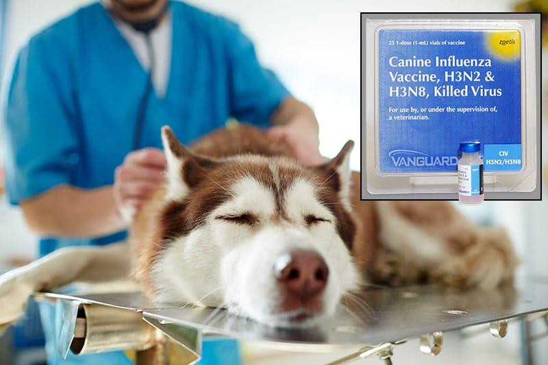 Năm 2017, Mỹ cấp phép vắc xin phòng cúm H3N2/H3N8 cho chó sau khi virus H3N8 lây truyền từ ngựa sang chó. Ảnh: Today’s Veterinary Business.