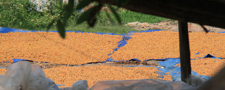 Ô mai được phơi trên bạt bên lề đường. Nhìn có vẻ sạch sẽ, tuy nhiên, bên trên những tấm bạt lấm lem đất cát, có rất nhiều những quả mốc xanh mốc đỏ. Sau một thời gian phơi nắng, lượng quả này sẽ được bán tới các cơ sở để tẩy trắng, chế biến thành ô mai