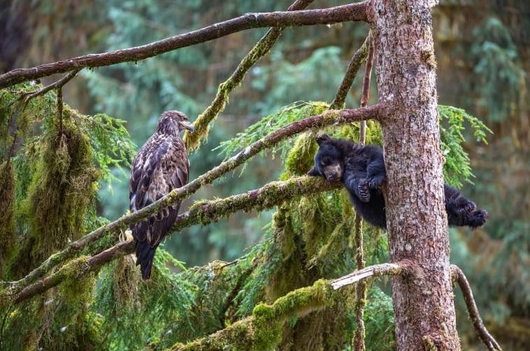 Một con đại bàng đầu trọc chưa trưởng thành và một con gấu đen còn nhỏ tạo thành "cặp đôi hoàn cảnh" ở bang Alaska của Mỹ. Ảnh: Jeroen Hoekendijk.