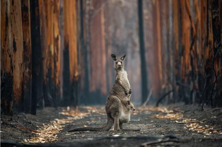 Một con kangaroo xám và con nhỏ ở giữa đồn điền bạch đàn bị cháy gần Mallacoota, miền nam nước Úc. Ảnh: Jo-Anne McArthur.