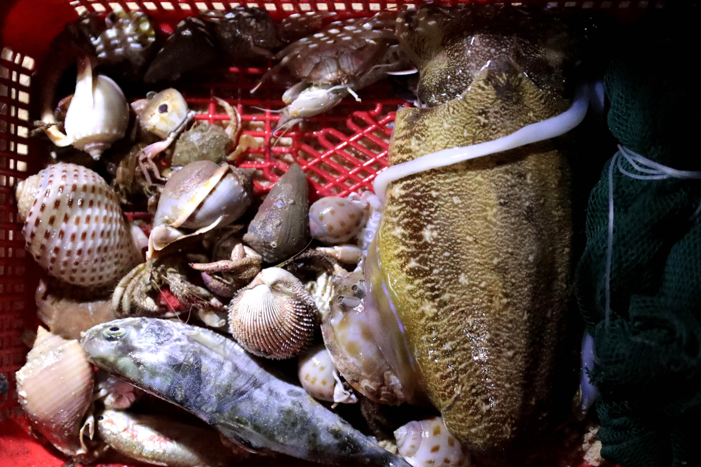 Hòa với các tiểu thương, chúng tôi cũng chọn mua lẻ một ít cá, ốc, mực tươi nháy, rồi ghé lại một chị hàng bánh xèo ở ngay trong xóm chài nhờ đúc bánh xèo với mớ mực tươi vừa mua được.