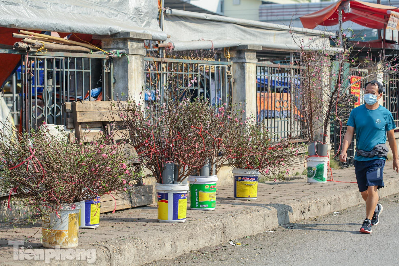 Đào nở sớm có giá thấp hơn so với đào bán dịp Tết. Đào nở sớm có giá thấp hơn so với đào bán dịp Tết.