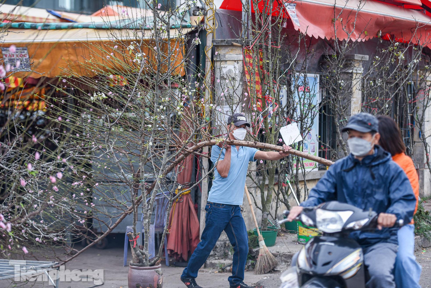 Xuất hiện nhiều cành đào khủng, đủ loại kích cỡ phục vụ cho người tiêu dùng. Xuất hiện nhiều cành đào khủng, đủ loại kích cỡ phục vụ cho người tiêu dùng.