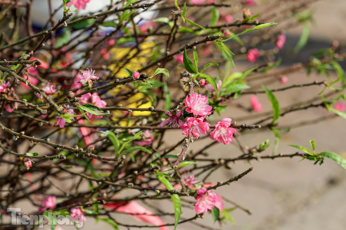 Nhiều bông hoa đã khoe sắc trong tiết trời hơi se lạnh của Thủ đô. Nhiều bông hoa đã khoe sắc trong tiết trời hơi se lạnh của Thủ đô.