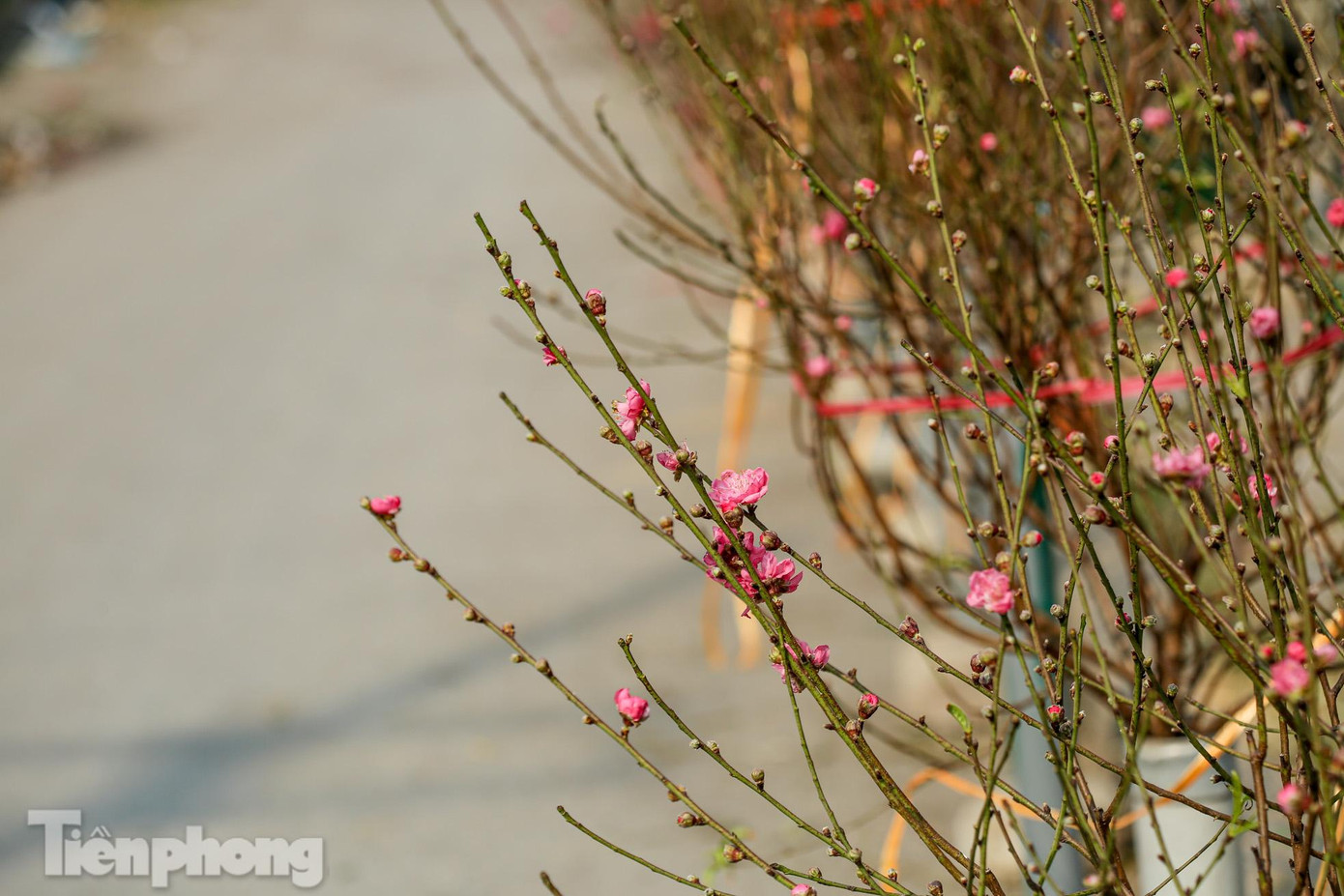 Cành đào nở sớm để được từ 10-15 ngày. Cành đào nở sớm để được từ 10-15 ngày.