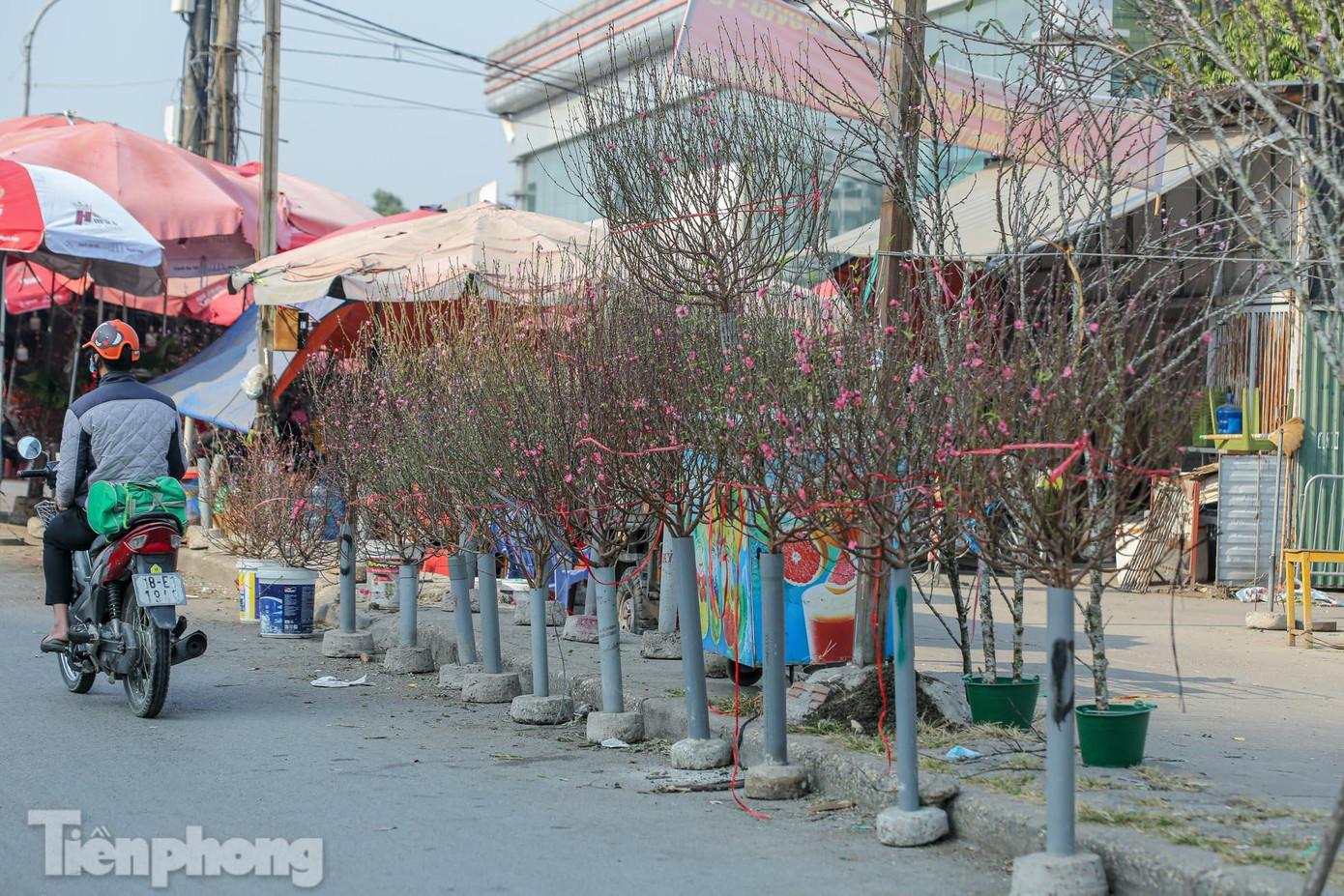 Cành nhỏ đến tầm trung, nhiều nụ có giá từ 100.000 - 300.000 đồng. Cành nhỏ đến tầm trung, nhiều nụ có giá từ 100.000 - 300.000 đồng.