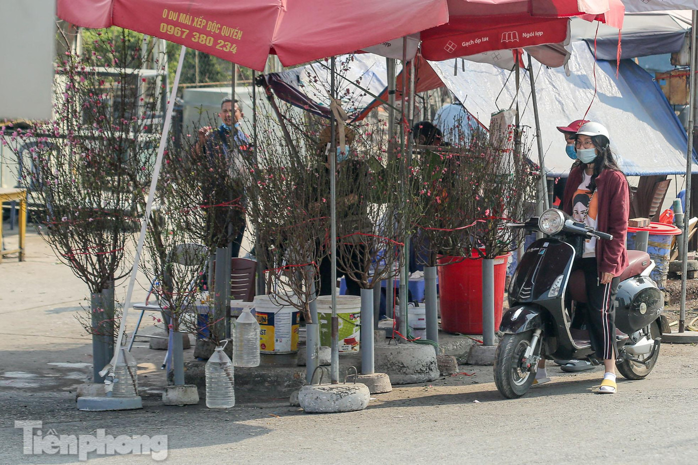 Người dân Thủ đô mua đào về chơi Tết Dương lịch. Người dân Thủ đô mua đào về chơi Tết Dương lịch.