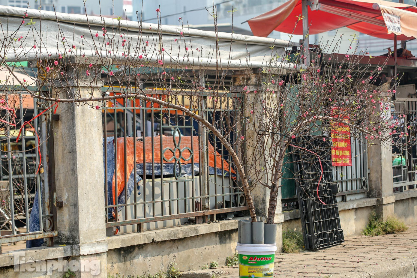 Cành đào có dáng thế đẹp được bày bán trước cổng chợ Cành đào có dáng thế đẹp được bày bán trước cổng chợ