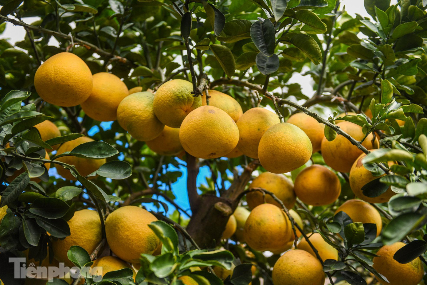 Ngoài thế cây và độ tuổi thì bưởi cảnh rất quan trọng về quả và lá. Những chậu bưởi cảnh có quả chín vàng đều, thơm, lá xanh mượt luôn được chọn lựa hàng đầu.