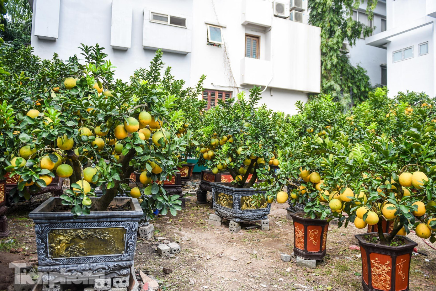Ghi nhận của PV, dọc tuyến phố Lạc Long Quân (quận Tây Hồ, Hà Nội) những ngày qua, những chậu bưởi cảnh có giá hàng chục triệu đồng đang được bày bán để phục vụ nhu cầu sắm Tết sớm của người dân.