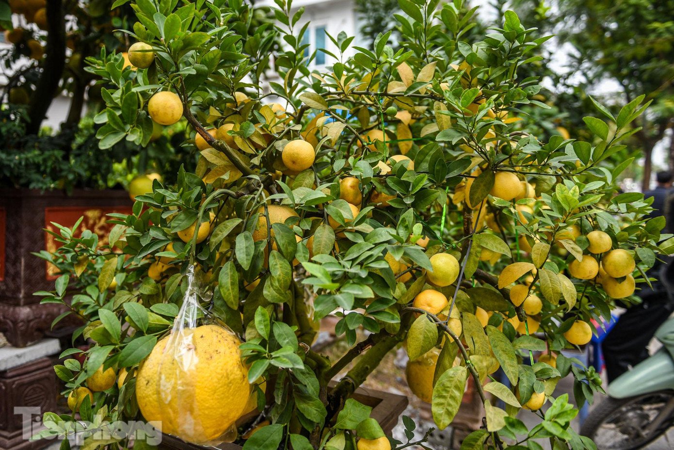 Tuỳ thuộc vào gốc to hay nhỏ, mỗi chậu bưởi cảnh sẽ có giá dao động từ 10-50 triệu đồng.