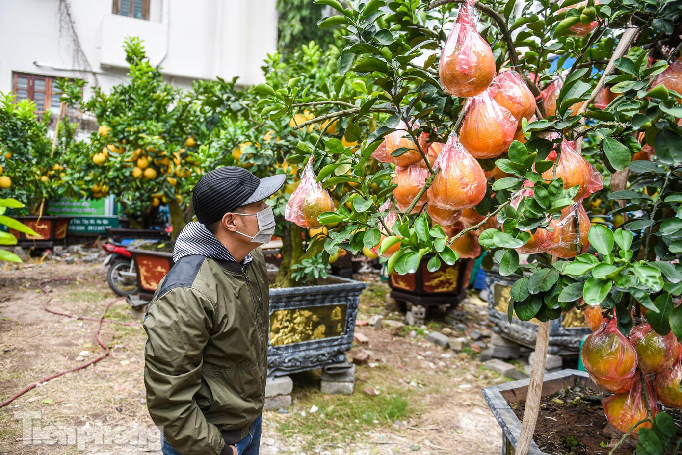 Những cây to, tuổi đời từ 35-40 năm có giá khoảng 50 triệu đồng. Đặc biệt những cây cổ thụ có giá hơn 70 triệu đồng.