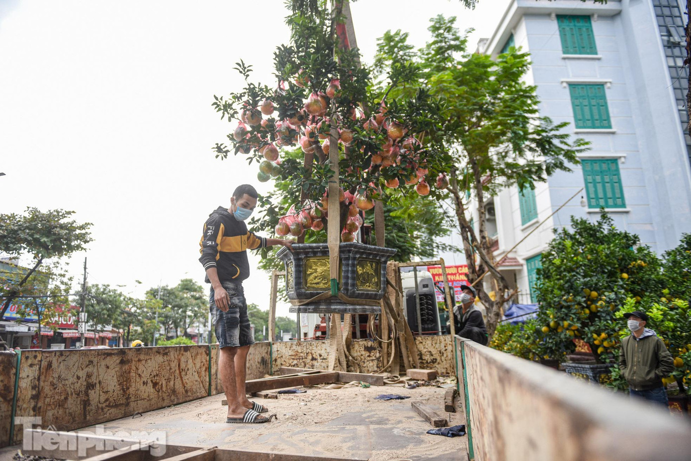 Chủ vườn đang tất bật vận chuyển cây cảnh chơi Tết từ vườn xuống phố để bày bán phục vụ nhu cầu mua sắm của người dân Thủ đô.