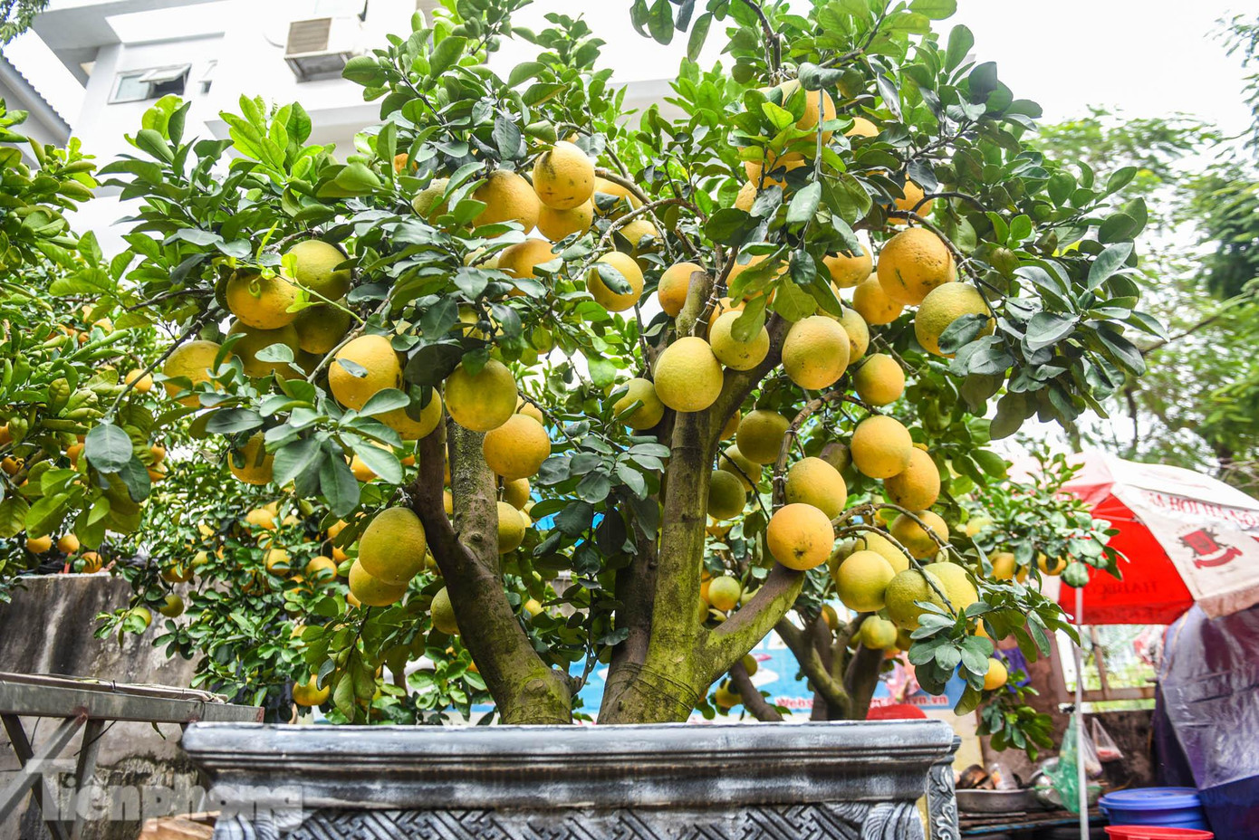 Những chậu bưởi cảnh ở đây thường có tuổi đời từ 35-40 năm, trên 100 quả.