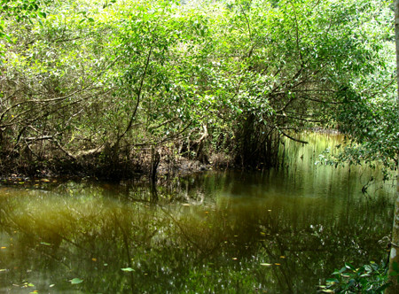 Hiện chỉ vụng Thắm thấy xuất hiện hai loài cá tưởng đã tuyệt chủng ngoài tự nhiên