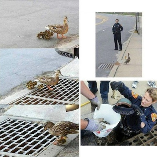 Trong khi dẫn đàn vịt qua đường, bà mẹ vịt đã bị rơi mất đàn con vì những khe hở của nắp cống. Khoảnh khắc này không lọt qua được mắt của một cảnh sát, cô đã cùng đồng đội của mình giở nắp cống để cứu từng con vị