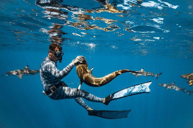 "Chúng không thực sự muốn tấn công tôi và chỉ muốn cho tôi thấy chúng là kẻ thống trị. Nếu một con cá mập thực sự muốn tấn công tôi, hãy tin tôi, tôi sẽ không còn sống ở đây hôm nay. Cá mập rất thông minh và chúng biết chúng ta không phải là chuỗi thức ăn của chúng", Seybald nói thêm. "Chúng không thực sự muốn tấn công tôi và chỉ muốn cho tôi thấy chúng là kẻ thống trị. Nếu một con cá mập thực sự muốn tấn công tôi, hãy tin tôi, tôi sẽ không còn sống ở đây hôm nay. Cá mập rất thông minh và chúng biết chúng ta không phải là chuỗi thức ăn của chúng", Seybald nói thêm.