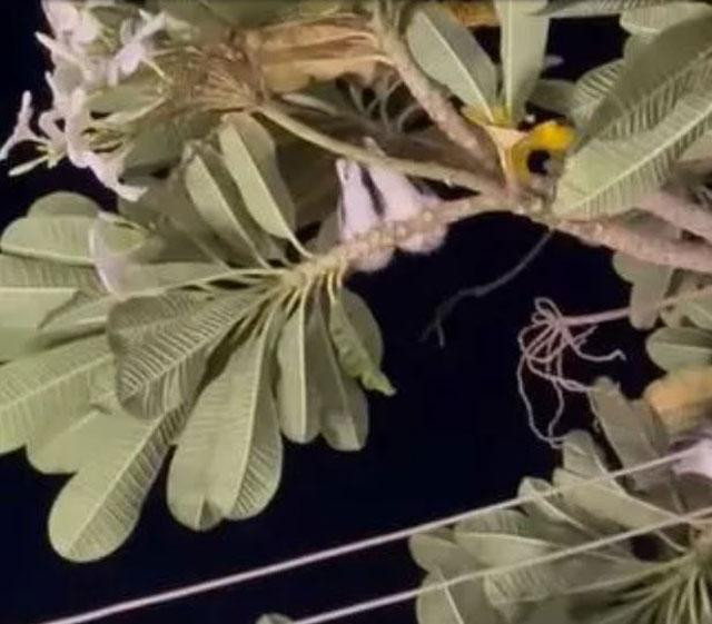 2 chú chim đã "gây họa" cho Luke Shaw. 2 chú chim đã "gây họa" cho Luke Shaw.