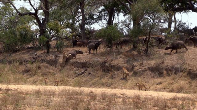 Thấy đồng loại gặp nguy, những con trâu rừng khác liền quay lại tấn công bầy sư tử. Thấy đồng loại gặp nguy, những con trâu rừng khác liền quay lại tấn công bầy sư tử.