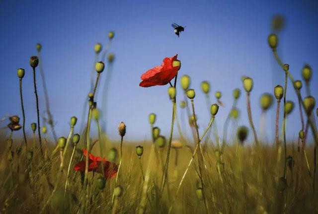 Ong vò vẽ hút mật trên bông hoa anh túc mọc dại ở Zurich, Thụy Sĩ. Ảnh: Michael Buholzer. Ong vò vẽ hút mật trên bông hoa anh túc mọc dại ở Zurich, Thụy Sĩ. Ảnh: Michael Buholzer.