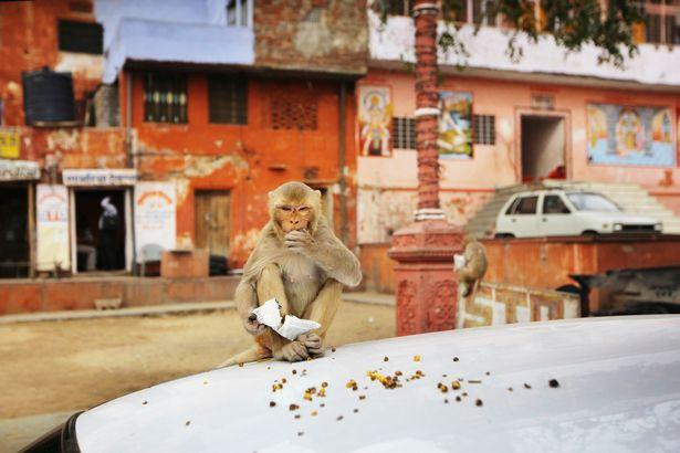 Khỉ ở New Delhi thường xuyên "trấn lột" thức ăn của con người.
