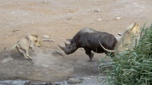 Tê giác thoát khỏi hồ nước, phản công lại lũ sư tử.